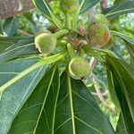 Ficus obtusifolia Fruit