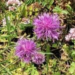 Centaurea scabiosaFlor