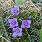 Gentianella campestrisFlower