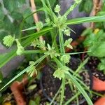 Cyperus difformis Листок