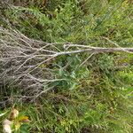 Crambe tataria Fruchs