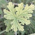 Pelargonium × asperum ഇല