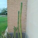 Trichocereus macrogonusBlad