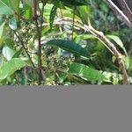 Marsdenia paulforsteri Frucht