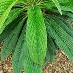 Echium strictum Листок