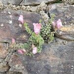 Antirrhinum hispanicum Hostoa