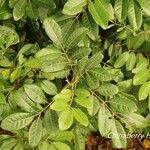 Aglaia elaeagnoidea Deilen