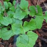 Lactuca muralis Leaf