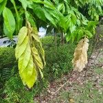 Brownea grandiceps Leaf