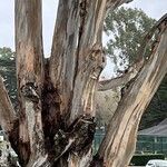 Eucalyptus tereticornis Bark