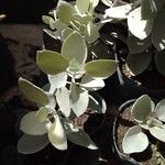 Kalanchoe orgyalis برگ