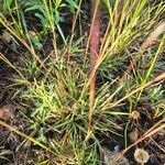 Microchloa kunthii Blatt