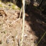 Festuca ambigua Fruit