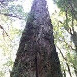Fitzroya cupressoides Kabuk