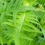 Cirsium rivulare Likasa
