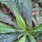 Petersianthus macrocarpus Leaf