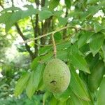 Andira inermis Fruit