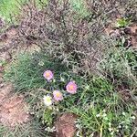 Helianthemum apenninum Flower