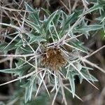 Carlina tragacanthifolia Ffrwyth