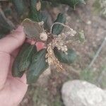 Quercus spinosa Fruit