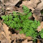 Anthriscus cerefoliumLeaf