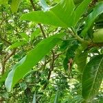 Ficus lutea Лист