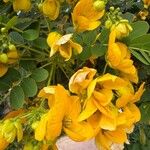 Senna surattensis Blomma