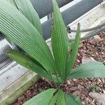 Curculigo capitulata Leaf