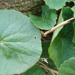 Centella asiatica Leaf