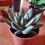 Pachyphytum kimnachii Leaf