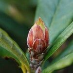 Rhododendron sanguineum Other