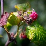 Rubus idaeusFlor