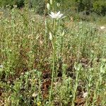 Ornithogalum narbonense Habit