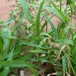 Setaria adhaerens ശീലം