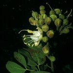 Hymenaea courbaril 花