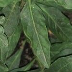 Solanum pseudocapsicum List