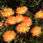 Lampranthus aureus Flor