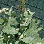 Salvia sclarea Агульны выгляд