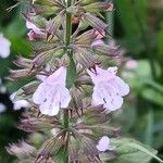 Clinopodium nepeta Květ