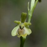 Ophrys virescens Fula