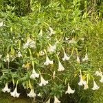 Brugmansia × candida Blüte