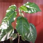 Passiflora edulis Φύλλο