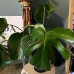 Monstera deliciosaLeaf