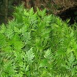 Selaginella pallescens Агульны выгляд