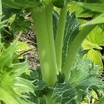 Eryngium giganteum (Rinde)