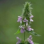 Stachys palustrisBlüte