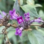 Buddleja lindleyana Flors