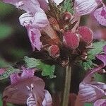 Lamium garganicum Flors