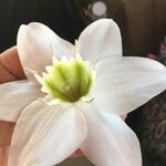 Ornithogalum tenuifolium Floare