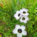 Gilia tricolor Kvet